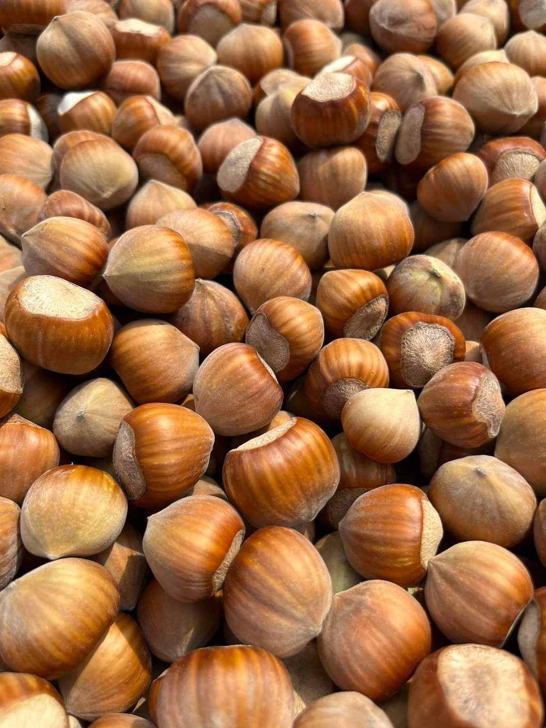 Nocciole di Abakainon appena raccolte