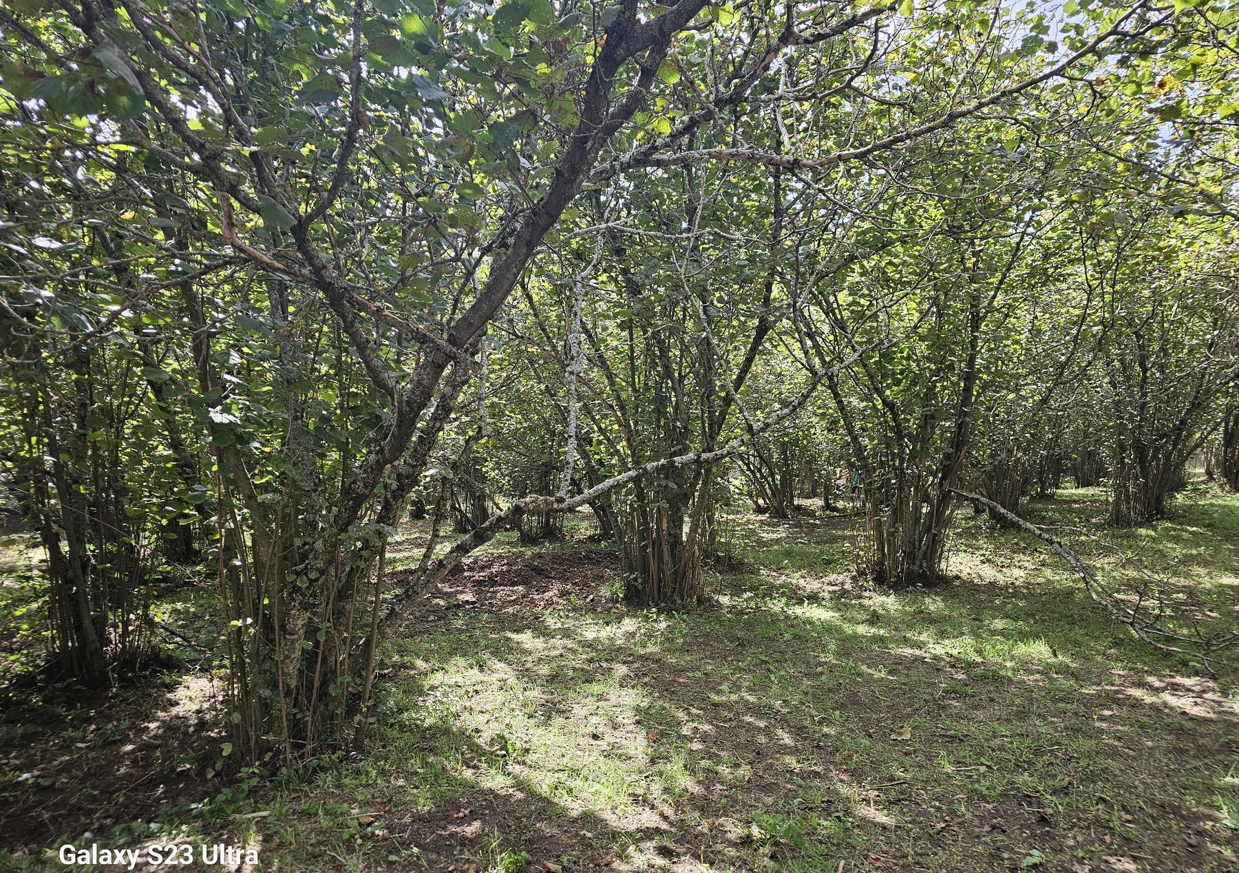 Il noccioleto biologico Agriverde
