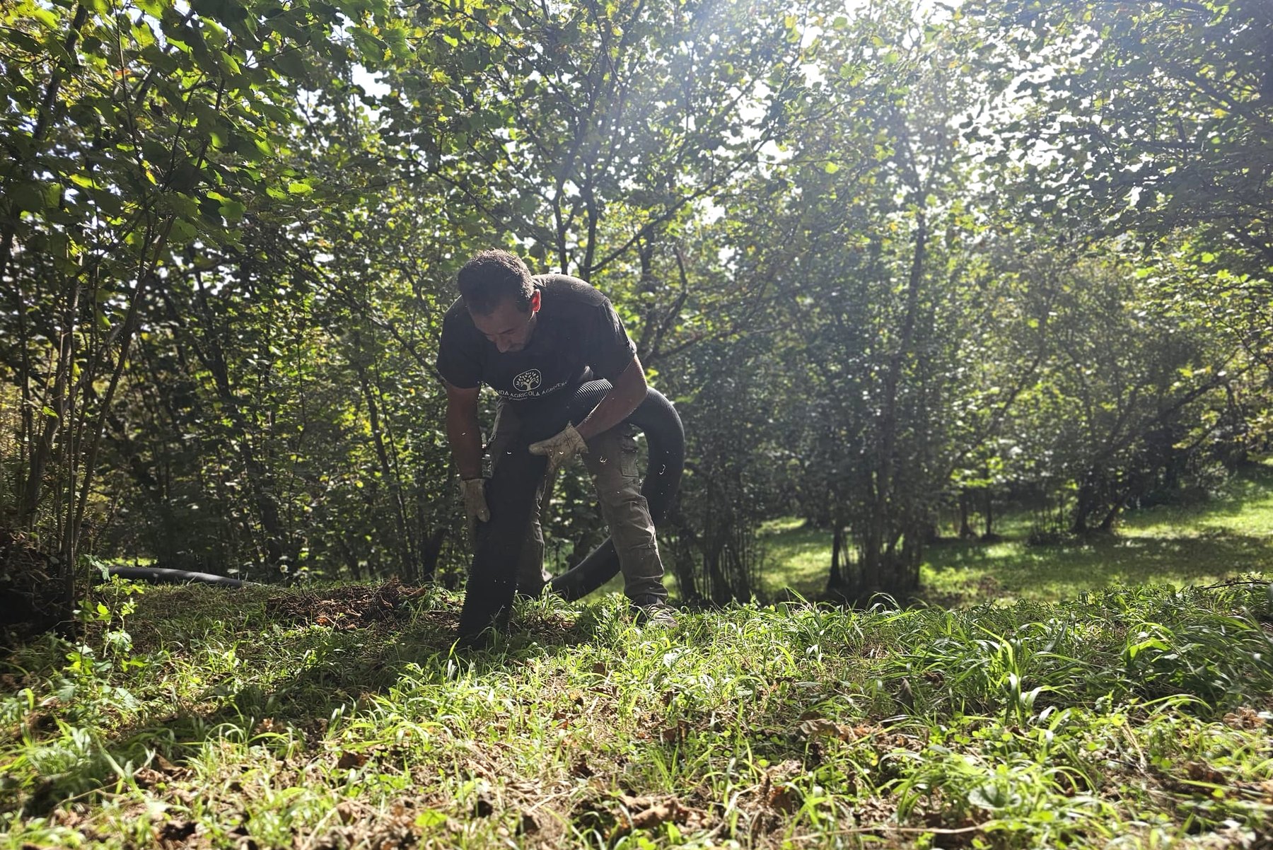 Raccolta delle nocciole nel noccioleto Agriverde sui Monti Nebrodi